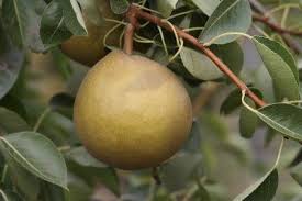 Cherry trees with no cherries. Pear Tree Types Learn About The Different Varieties Of Pear