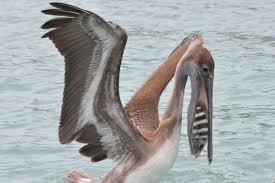 Black And White Striped Fish Florida Fish In Pelicans Mouth Almost Look Like Teeth Him Smiling Black Teeth Photo Black And White