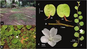 Image result for Evolvulus nummularius