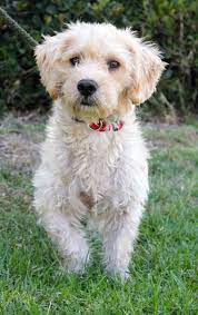 Adopt Crown On Poodle Mix Dogs Dogs Adoption