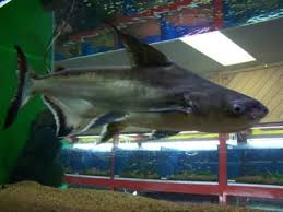 Also Known As Iridescent Sharks These Freshwater Fish Are Really In The Catfish Family Freshwater Catfish Aquarium Fish Fish