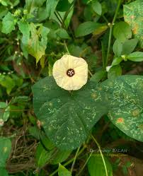 Image result for Hewittia