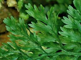 Image result for Vandenboschia