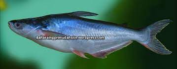 Ikan Patin Png Englshsabur