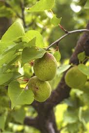 My friends have an apricot tree here in charlotte, nc. Thinning Apricot Trees When And How To Thin Apricot Fruit Apricot Tree Pruning Fruit Trees Dwarf Fruit Trees