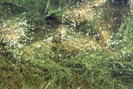 Image result for Isoetes schweinfurthii
