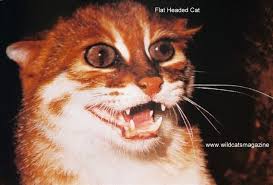 Continue this sweet talk as you go through the rest of the process. Flat Headed Cat Prionailurus Planiceps Wild Cats Magazine Small Wild Cats Wild Cats African Wild Cat