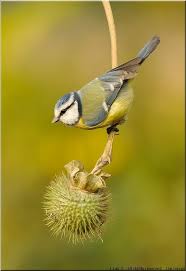 Birds That Start With R Pin On Birds Butterflies Bees