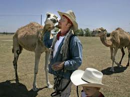In addition to their humps, camels have other ways to adapt to their environment. Texas Camel Corps The Spokesman Review