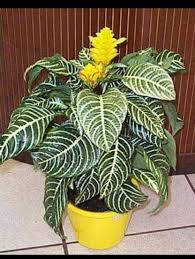نبات افلاندرا او نبات زيبرا نبات الحمار الوحشى Zebra Plant ـــ نبات عشبى مزهر ينمو فى الظل دائم الخضرة الارت Plants Flower Pots Flowers