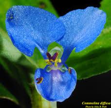 Image result for Commelina diffusa