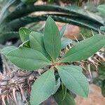 Image result for Euphorbia didiereoides