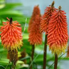 Now they are popping up again in top flight borders, planted by adventurous gardeners who only think of fashion in terms of flouting it. Red Hot Poker Growing And Caring For Torch Lilies