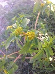 Image result for Flaveria trinervia