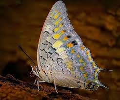 Find igbo translations for butterfly. Charaxes Wikipedia