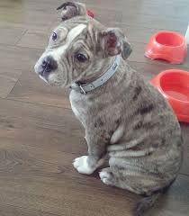 There are 497 old english bulldog for sale on etsy, and they cost $17.86 on average. English French Bulldog Mix French Bulldog Mix Baby French Bulldog Bulldog Breeds