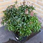 It is perfect for the gardener looking for an unusual specimen plant for a shady corner. Kultivare Von Vielblutige Lavendelheide Pieris Floribunda