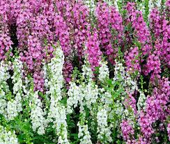 Image result for Angelonia