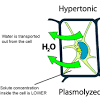 Jan 15, 2021 · animal cells, in comparison, can lyse if too much water rushes in; Https Encrypted Tbn0 Gstatic Com Images Q Tbn And9gcrifllyge3mbah2uluxrodwmctdml5iohikdari2jbu6yfq3dv3 Usqp Cau