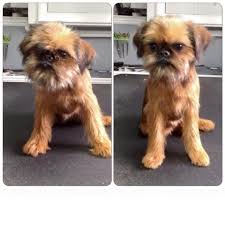 He was the cutest, scruffiest, sweetest thing. Facebook