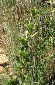 Image result for Gymnosporia buxifolia