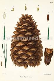 A wide variety of pine nut price pakistan options are available to you, such as blanched, raw, and blended. Pinus Gerardiana Waziristan Chilgoza Pine Nepal Nut Pine Buy Seeds At Rarepalmseeds Com