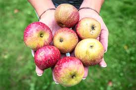 Man darf in den rezepten nur regionales und saisonales obst,gemüse verwenden. Offenburg Apfel Sind Regionales Superfood Offenburg Umgebung Schwarzwalder Bote