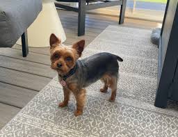 Image result for yorkshire haircut