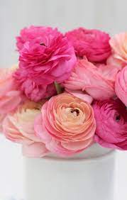 Creative With Flowers 40 Pink Ranunculus With Black Props Ingrid Henningsson O Flower Background Iphone Beautiful Flowers Photography Birthday Wishes Flowers