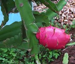 Muchos frutos de los cactus son llamados pitaya, como es el caso del cactus peruano de manzana (cereus repandes), por ejemplo. Cactus Trepador Reina De La Noche Pitahaya Flor De Caliz Pitajaya Pitaya Tasajo Hylocereus Undatus
