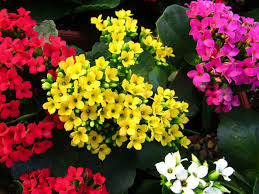 Kalanchoe Blossfeldiana Flaming Katy World Of Flowering Plants