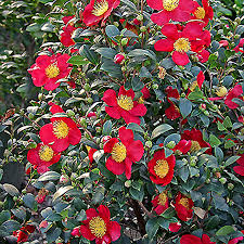 Pin By Deborah Parker On 3 S Dream Ideas Wants Camellia Shrubs Japanese Garden Plants