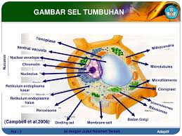 Menggambar sel hewan dan sel tumbuhan. 55 Gambar Sel Hewan Dan Tumbuhan Campbell Gratis Gambar Hewan