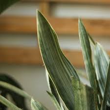 Image result for Sansevieria metallica