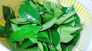 Image result for Clausena