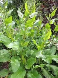 Image result for Rumex nepalensis