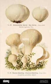 Image result for Commiphora mombassensis