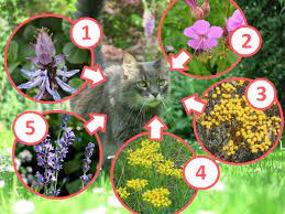 Bevor wir starten, möchten wir aber unterstreichen, dass. Pflanzen Gegen Katzen Im Garten Gartentipps