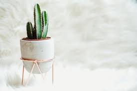A pesar de que conforme pasa el tiempo perdemos un poco las ganas de celebrar nuestro cumpleaños, nos encanta seguir disfrutándolos con nuestros seres queridos y. 8 Originales Ideas Para Decorar Con Plantas Con Cual Te Quedas
