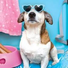 All You Is Now A Part Of Southern Living Pet Sitting Business Dog Sitting Pets