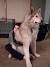 Giant Dog