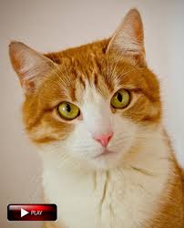 Cutecatskittensvideo Funny Cats Videos Vines 2016 Cute Kittens Doing Funny Thing Video Pictures More Cute Kittens Here Http Www Youtube Com User Thefederic7