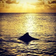 Dolphins Swimming Around Amity Point Jetty On Sunset North Stradbroke Island Dolphins Stradbroke Island Favorite Places Island