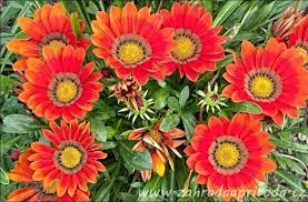 Image result for foto Gazánie