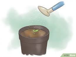 Maybe you would like to learn more about one of these? How To Grow Kidney Beans With Pictures Wikihow