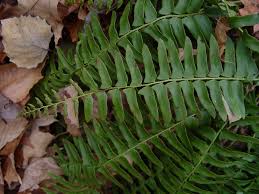 Image result for Polystichum