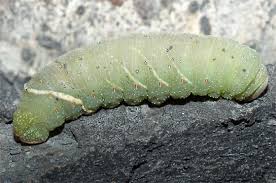Check spelling or type a new query. Large Fat Green Caterpillar Pachysphinx Modesta Bugguide Net