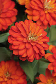 Marylandica in honor of the university of maryland, where much of the preliminary. Zinnia Double Zahara Fire All America Selections