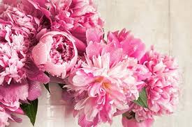Ron boekel tells us about his passion for peonies. How To Grow Peonies