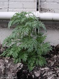 Image result for Artemisia sp.no.1